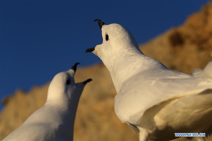 Avistan petreles níveos cerca de la Estación de Zhongshan en la Antártida