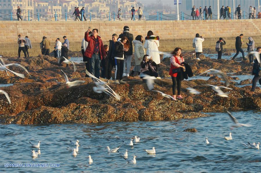 Turistas observan gaviotas volando cerca del icónico Puente de Zhanqiao en Qingdao