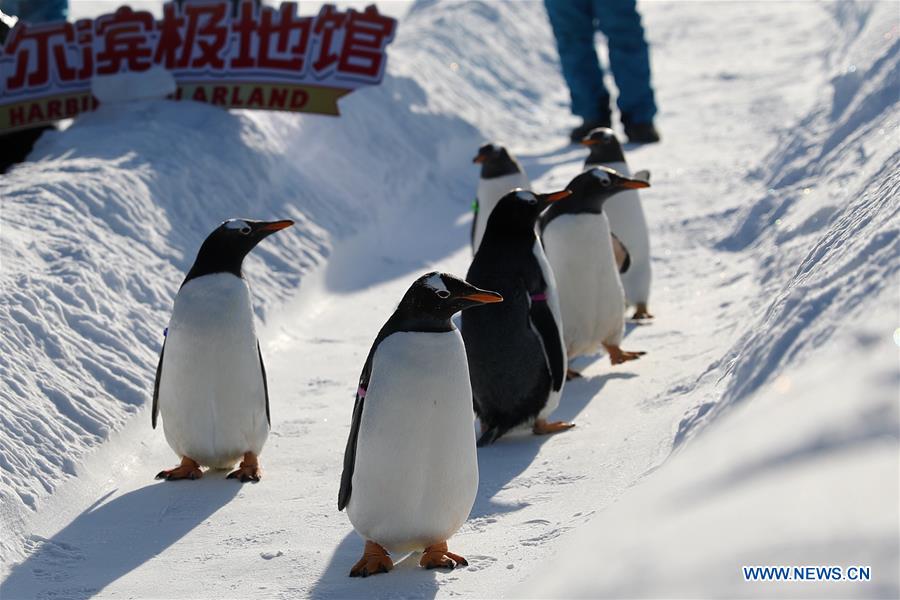 Pingüinos juegan al aire libre en el Parque Temático Mundo Polar de Harbin, Heilongjiang, 24 de diciembre del 2018. (Foto: Xinhua/ Cao Jiyang)