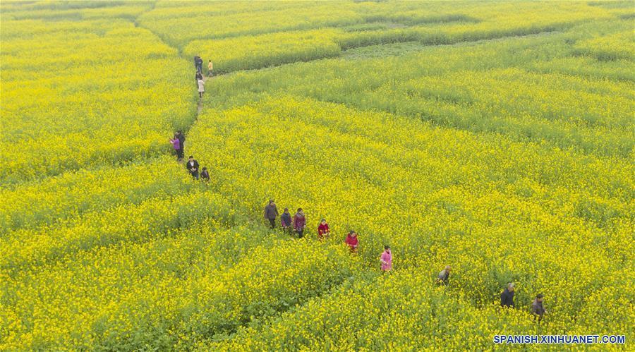 Campos de flores de colza en Jiangxi