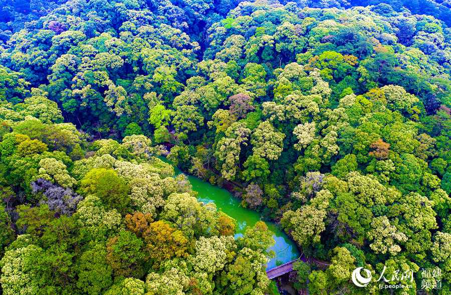 Reserva natural Sanming, pródiga en Castanopsis kawakamii. (Foto: Huang Hai)