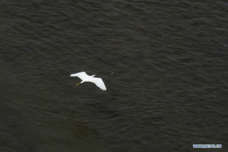 Una gaviota vuela sobre el río Lempa, en el departamento de Usulután, El Salvador, el 18 de marzo de 2022. El río Lempa es fuente de agua potable de alrededor de 1,5 millones de habitantes del área metropolitana de San Salvador. El Día Mundial del Agua se conmemora anualmente el 22 de marzo para recordar la relevancia del vital líquido. (Xinhua/Alexander Pe?a)