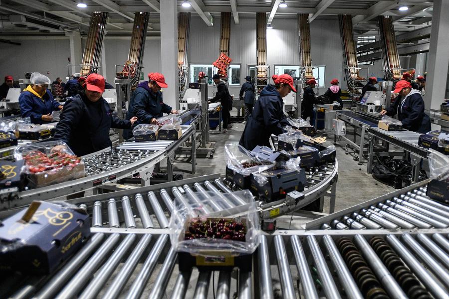 Imagen del 4 de enero de 2024 de personas trabajando en la planta de empaquetado de Verfrut, en la comuna Las Cabras de la provincia de Cachapoal, en la región del Libertador General Bernardo O