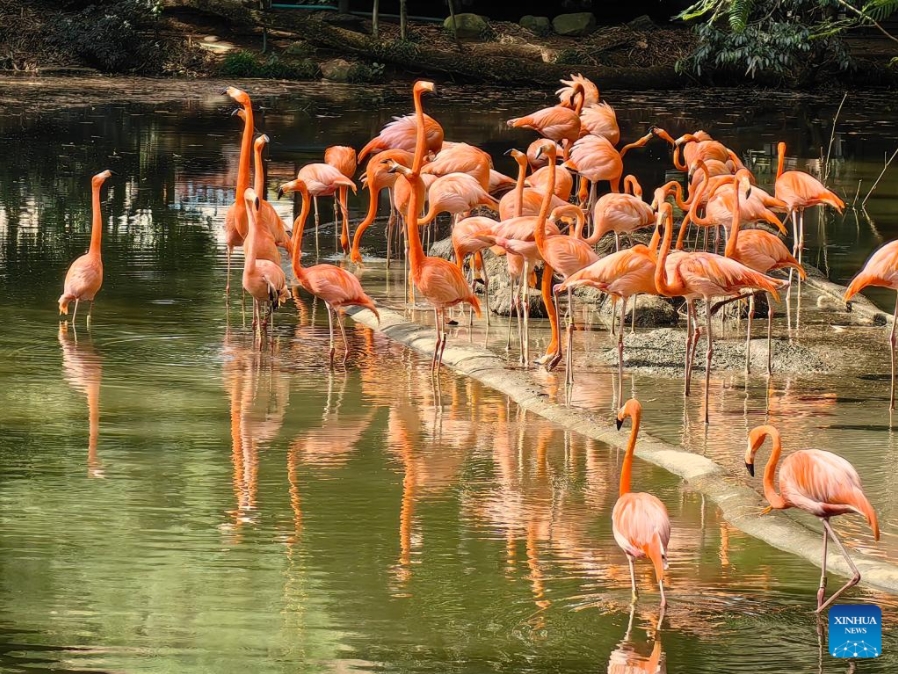 CALI, 28 septiembre, 2024 (Xinhua) -- Imagen del 20 de septiembre de 2024 de flamencos vistos en las instalaciones del Zoológico de Cali, en Cali, Colombia. El Zoológico de Cali, ubicado en esta ciudad del oeste de Colombia, se prepara para recibir a miles de personas durante la Conferencia de las Naciones Unidas sobre Biodiversidad (COP16), a fines de octubre, y promover el conocimiento y la protección de todas las especies de la tierra. (Xinhua/César Mari?o)